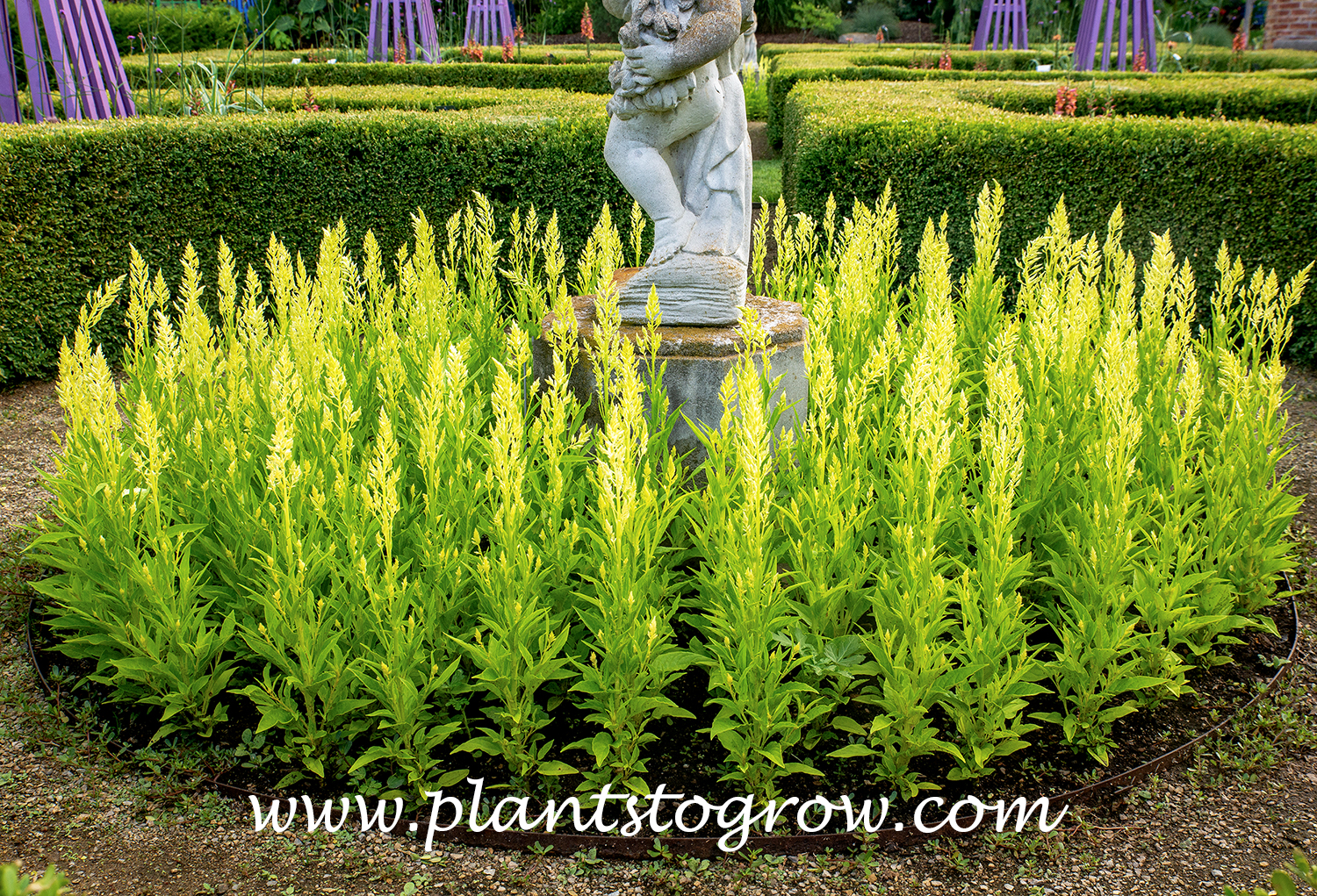 Sylphid Celosia (Celosia argentea plumosa)